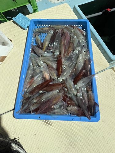 ケンサキイカの釣果
