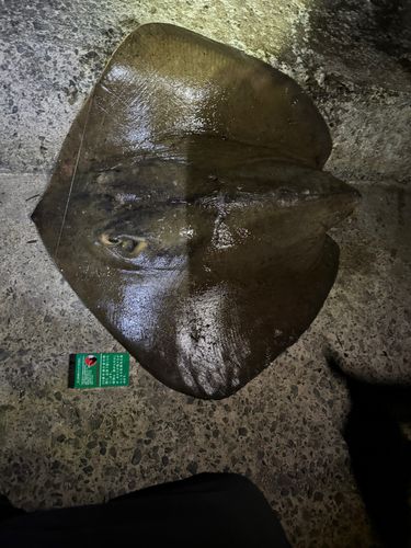 エイの釣果