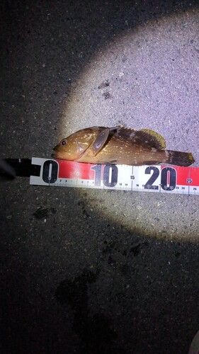 アコウの釣果