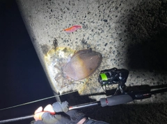 コウイカの釣果