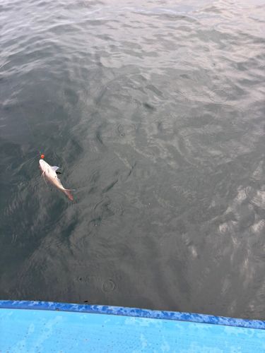 イラの釣果