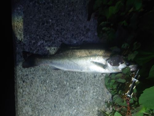 マルスズキの釣果