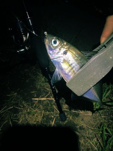 マアジの釣果