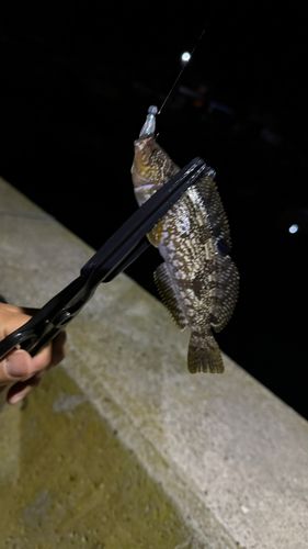 アイナメの釣果