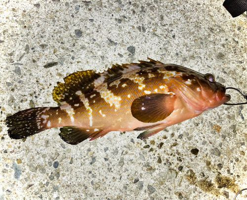 アコウの釣果