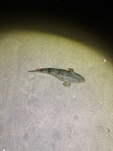 マゴチの釣果