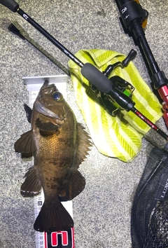 メバルの釣果