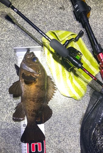 メバルの釣果