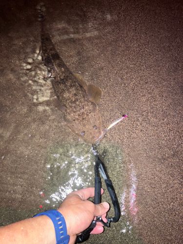 マゴチの釣果