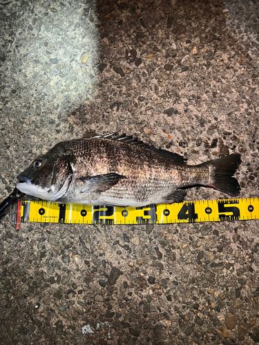 クロダイの釣果