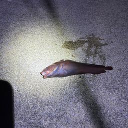 エゾイソアイナメ