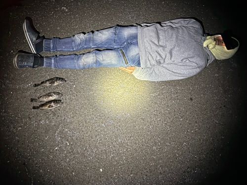 クロソイの釣果