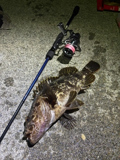 ベッコウゾイの釣果