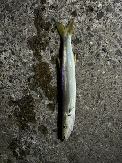 カマスの釣果