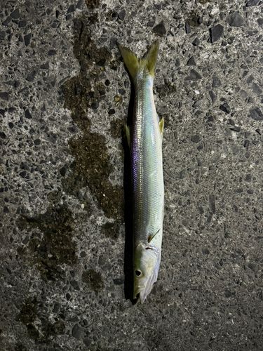 カマスの釣果
