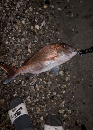 タイの釣果
