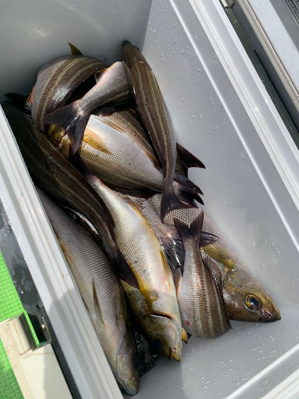 saru1091さんの釣果 2枚目の画像