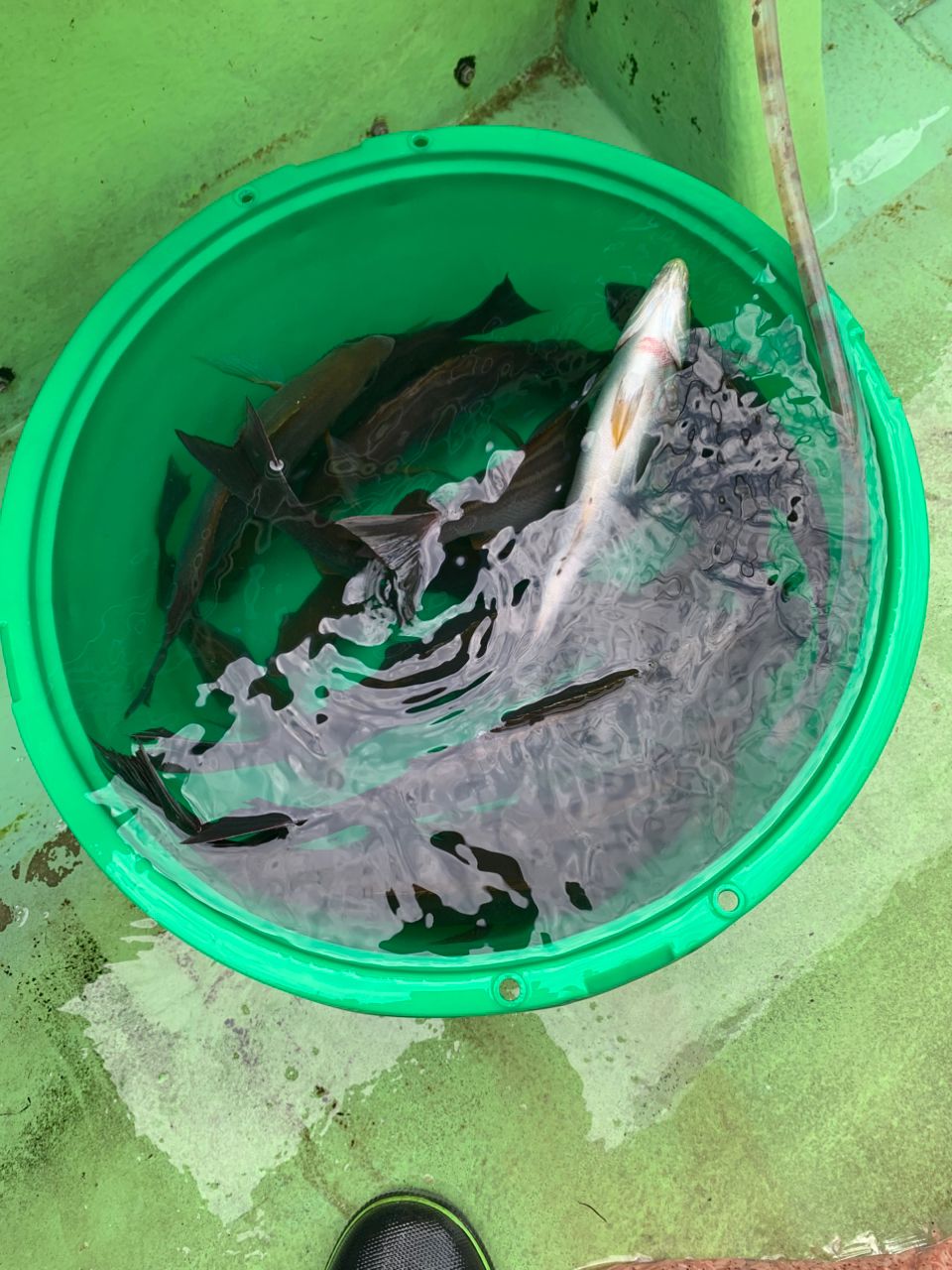 saru1091さんの釣果 3枚目の画像