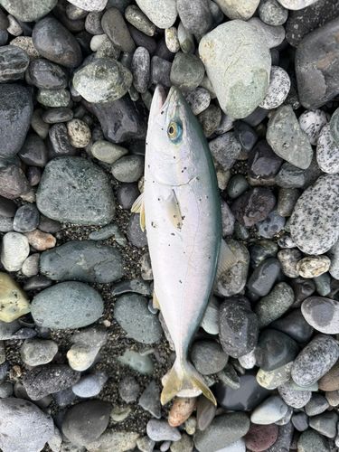 ワカシの釣果