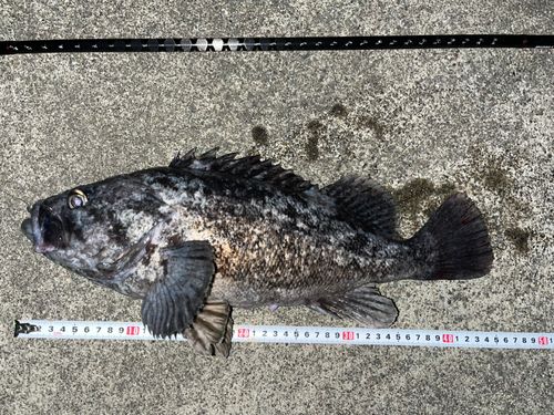 クロソイの釣果