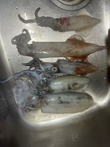 アオリイカの釣果