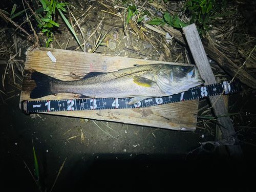 シーバスの釣果