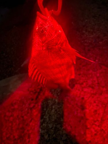 キビレの釣果