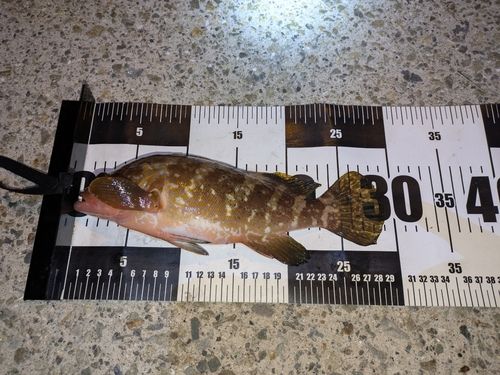 アコウの釣果