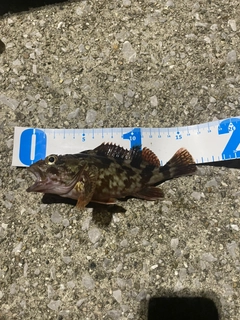 カサゴの釣果