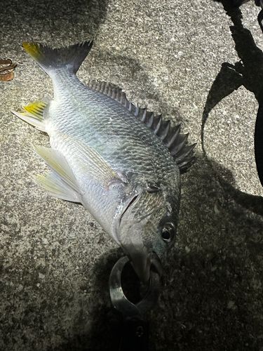 キビレの釣果