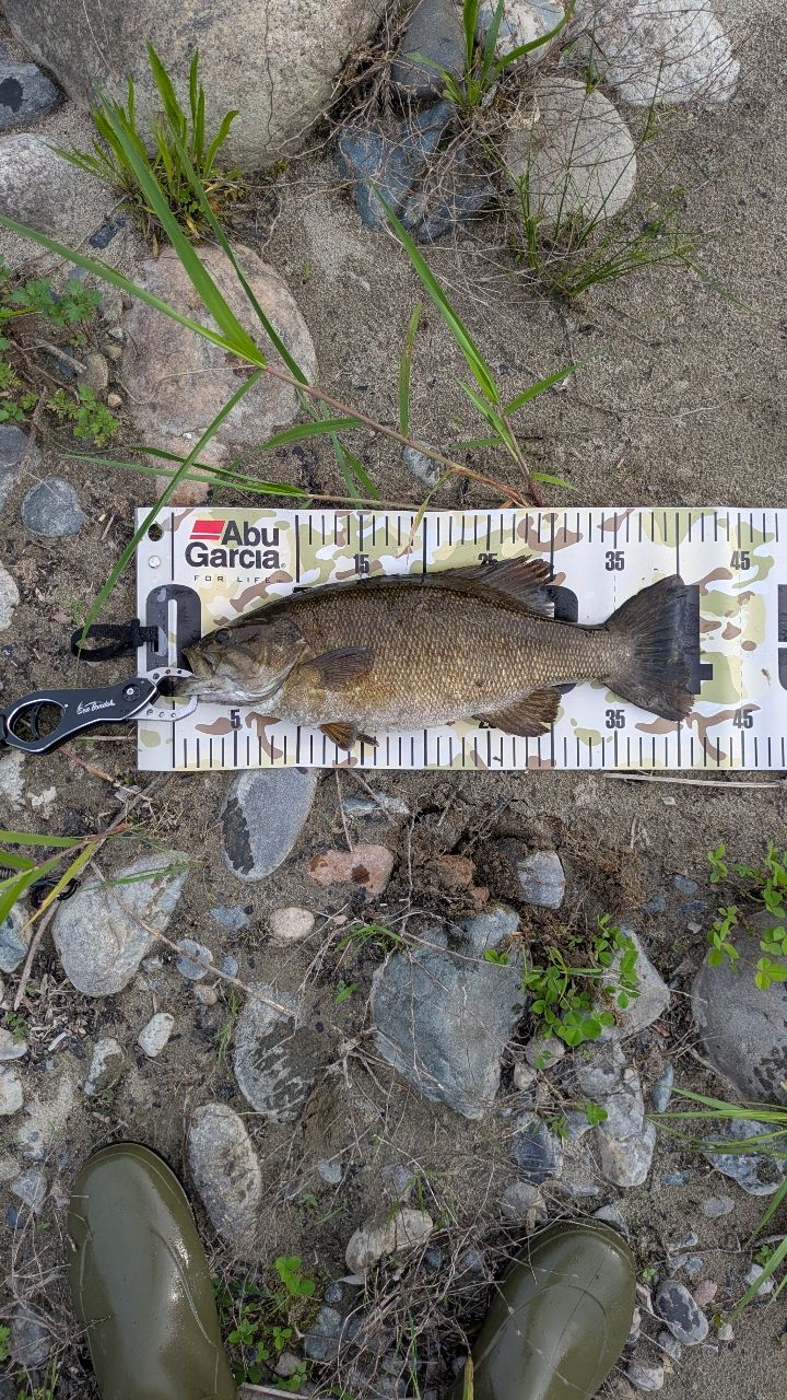 スモールマウスバス