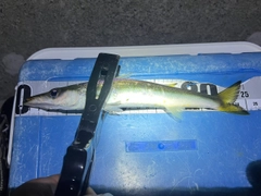 カマスの釣果
