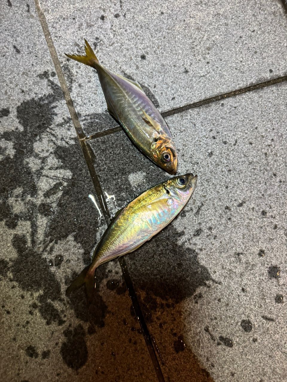 DAIWA - ダイワ クロスビート SW 746TUL(モバイルロッド) [2020年モデル] ダイワ クロスビート SW 746TUL (ロッド・釣竿) 価格比較 - 価格.com