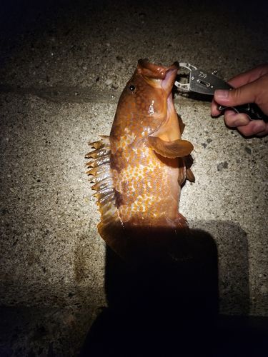 キジハタの釣果