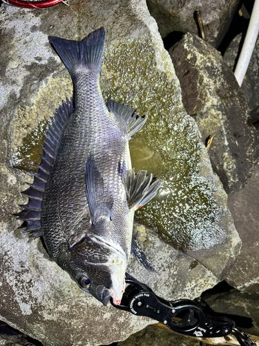 チヌの釣果
