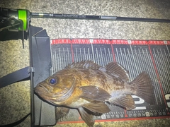 メバルの釣果
