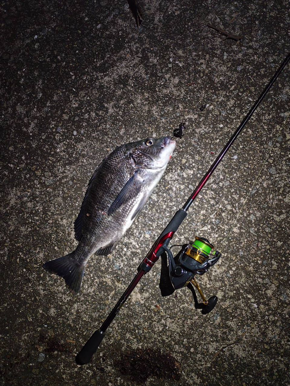 SHIMANO - シマノ shimano  17サハラ c3000hgscm シマノのサハラ特集！ハイコストパフォーマンスで人気の