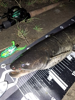 ナマズの釣果