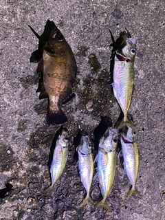 アジの釣果