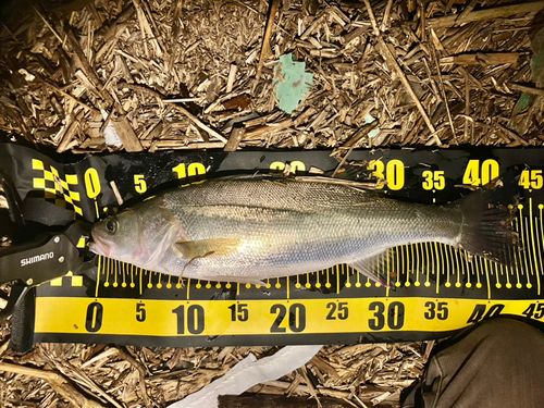 フッコ（マルスズキ）の釣果