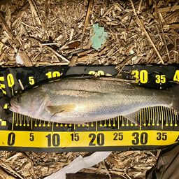 フッコ（マルスズキ）