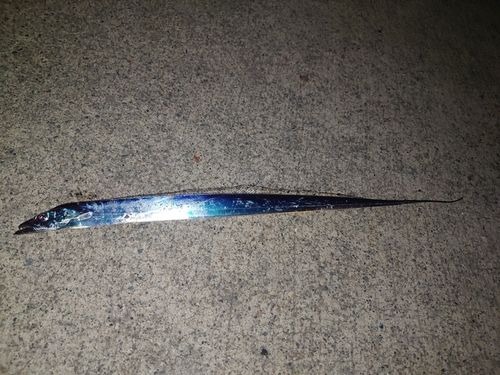 タチウオの釣果