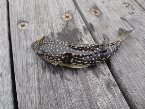 クサフグの釣果