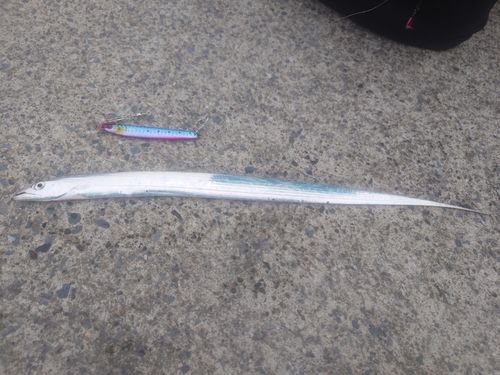 タチウオの釣果