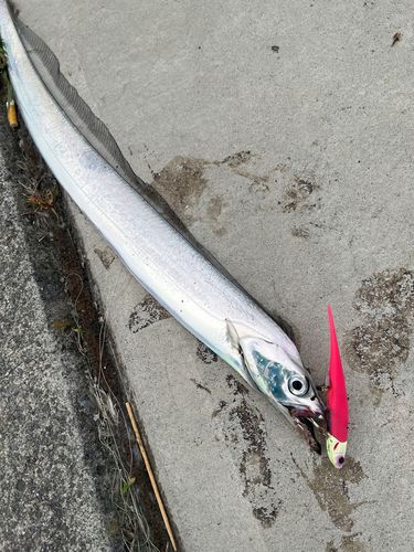 タチウオの釣果