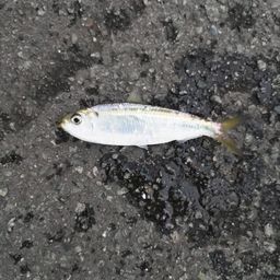 ママカリ