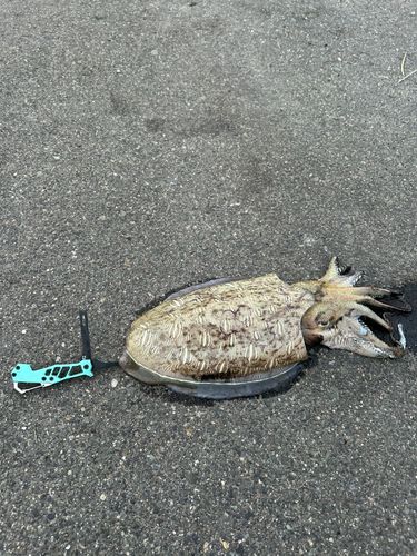 モンゴウイカの釣果