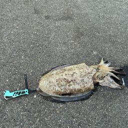 モンゴウイカ
