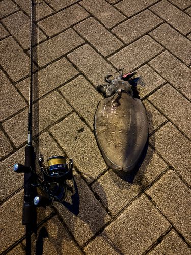 モンゴウイカの釣果