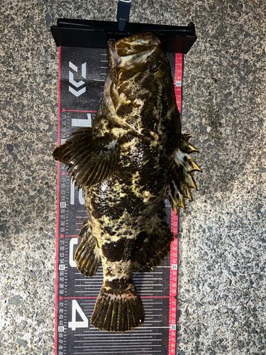 ベッコウゾイの釣果